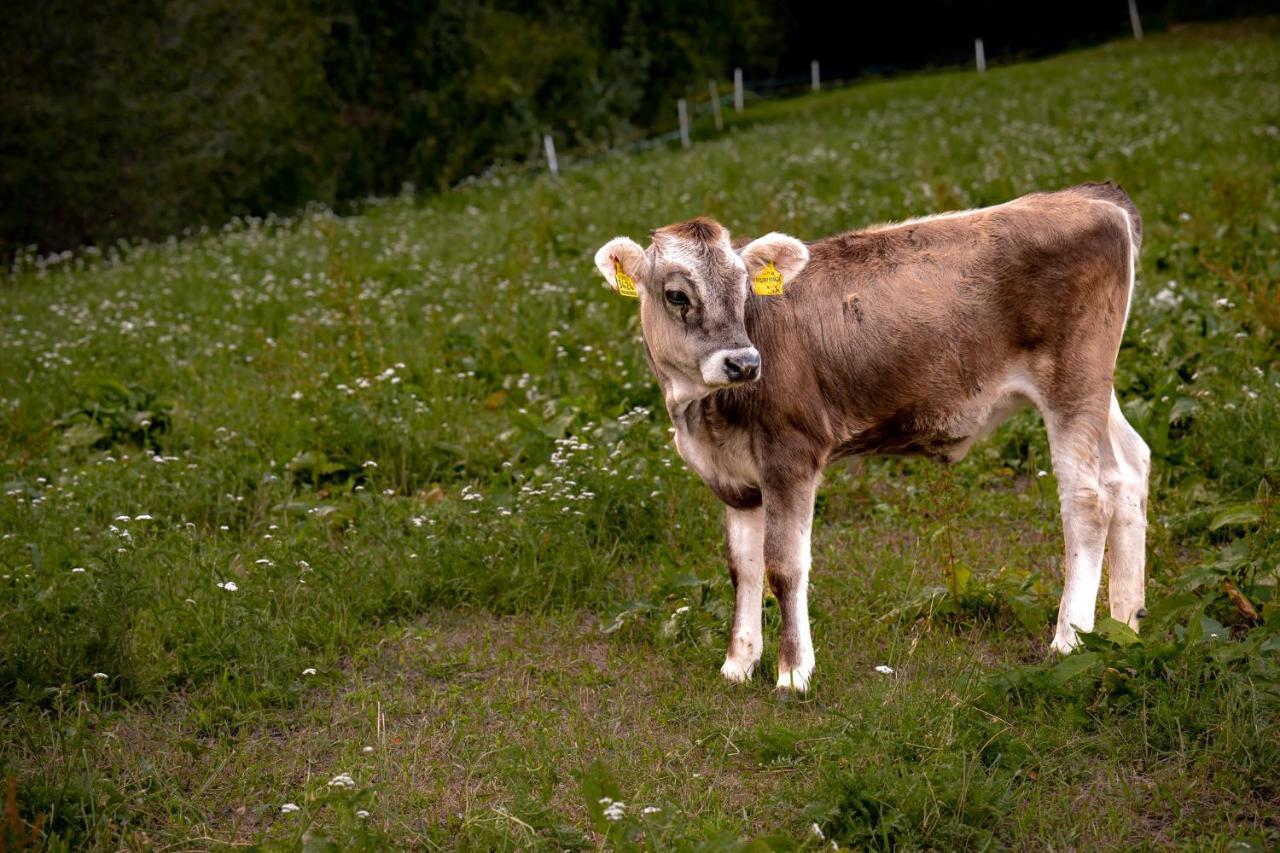 Stillehof - Ferienwohnungen Auf Dem Bauernhof- Suedtirol Bressanone Exterior foto